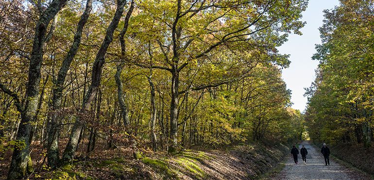 forêt de Buzet