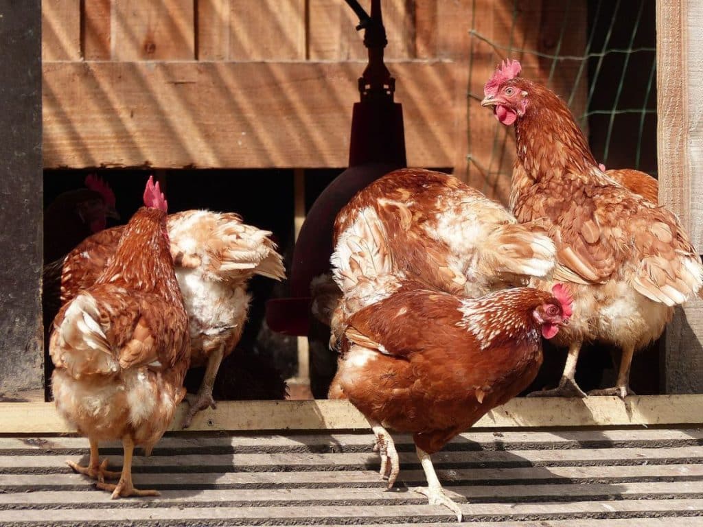 élevage poules Occitanie sauver abattoir