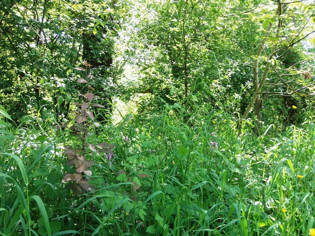 La ville de Tournefeuille, près de Toulouse, lance son atlas de la biodiversité @Own work