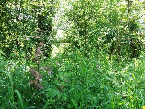 La ville de Tournefeuille, près de Toulouse, lance son atlas de la biodiversité @Own work