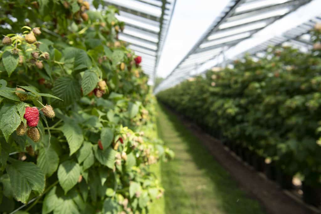 agriculture Toulouse