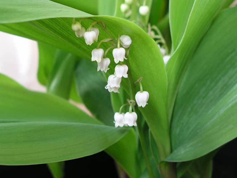 Brin de muguet