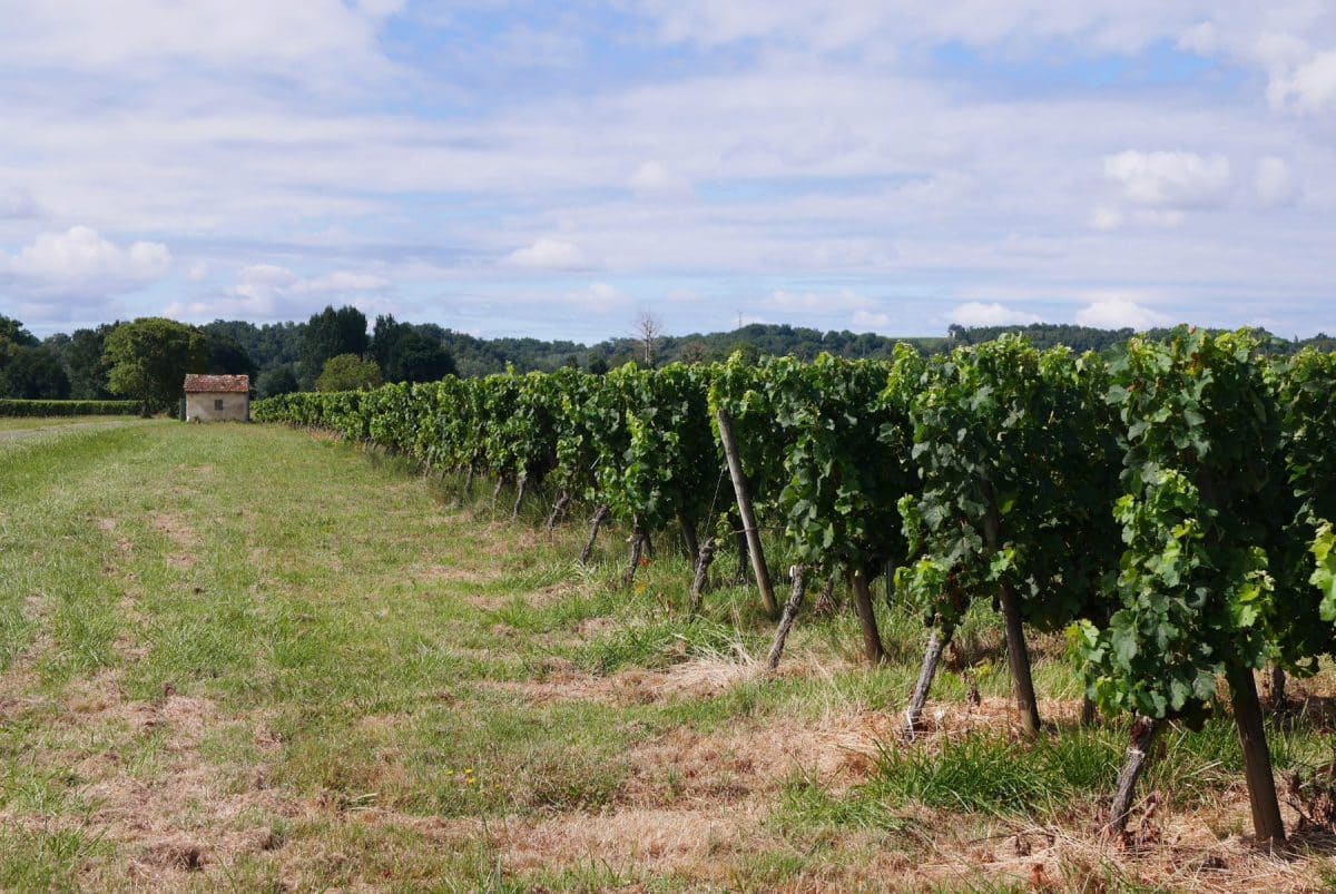 Les champs de vignes ont été fortement frappés par les gelées mais les récoltes se préparent dans la région. Crédits : ©Aurélie Rodrigo