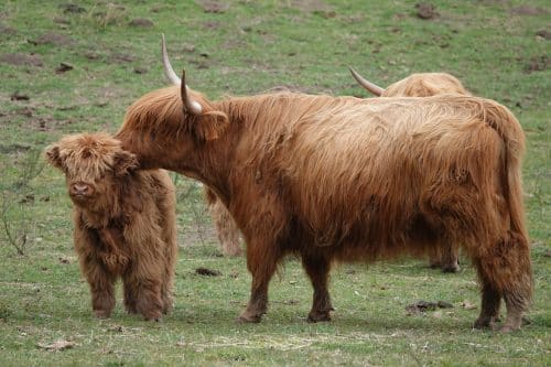Ursus veau de trois semaines