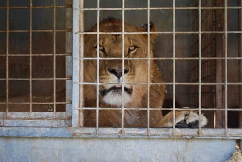 lion en cage cirque animaux sauvages