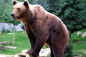 ours pyrénées ariège chasseur