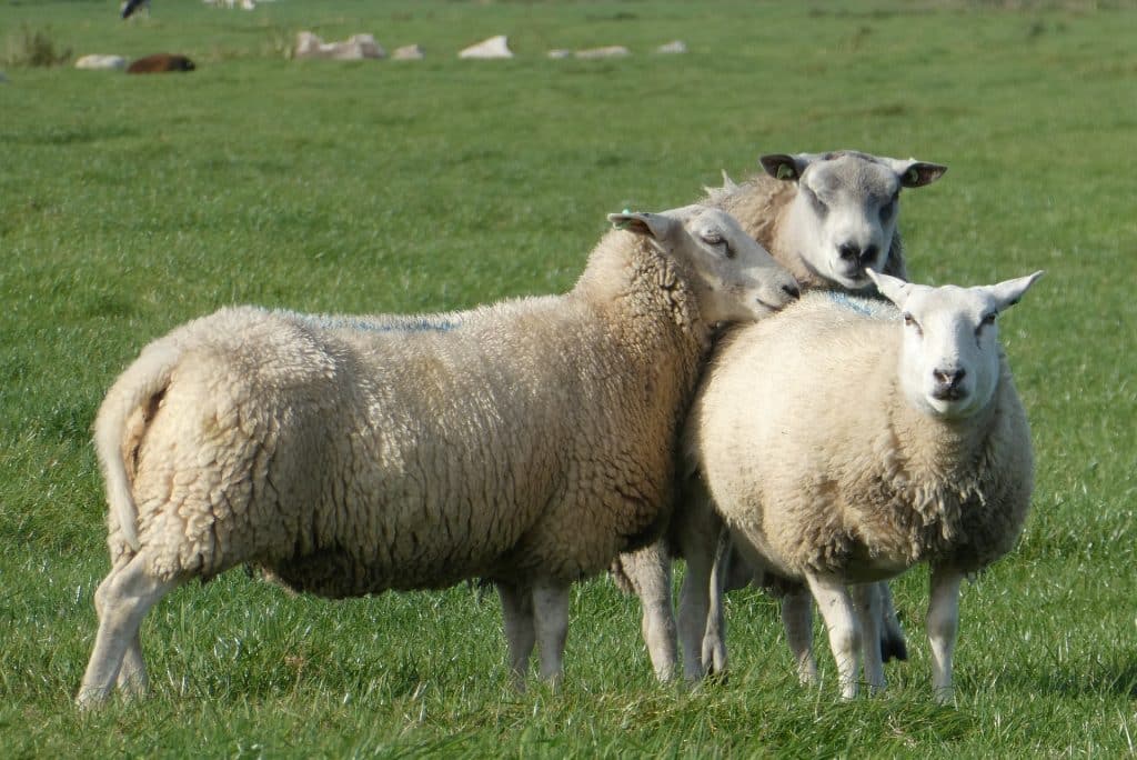 La préfecture de la Haute-Garonne autorise les éleveurs frappés par la sécheresse à utiliser leurs jachères pour alimenter leurs troupeauxmoutons brebis ferme