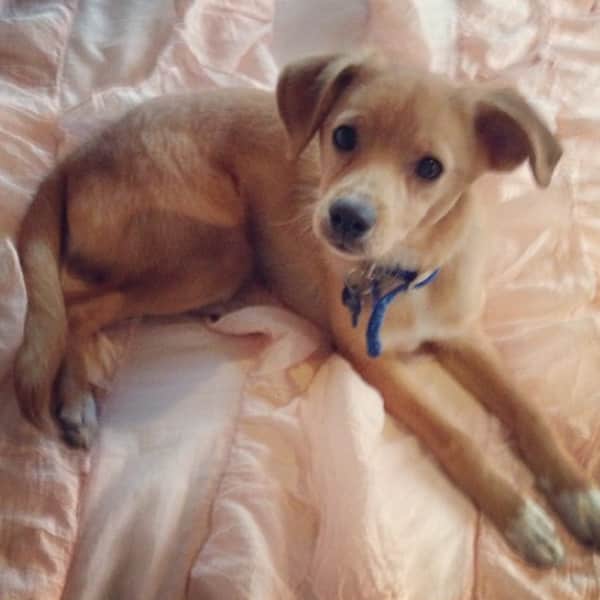 Toulouse, le chien préféré d'Ariana Grande, est une star sur les réseau sociaux @ArianaGrande
