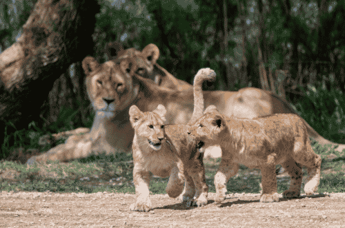 Voici les deux adorables lionceaux nés à la Réserve africaine de Sigean, pendant le dernier confinement @RéserveAfricaineDeSigean