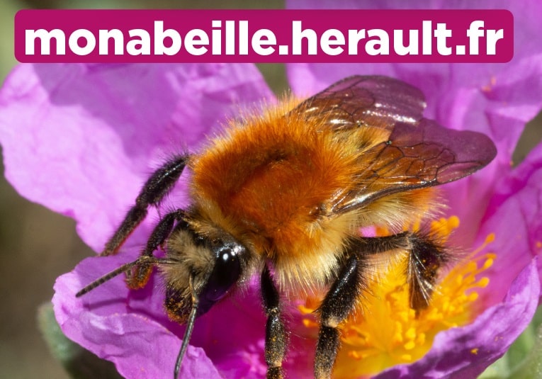 abeille hérault