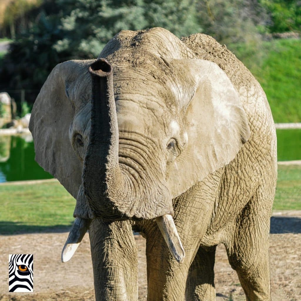 Pembé, l’éléphant mâle du zoo African Safari de Plaisance-du-Touch, près de Toulouse, a été transféré au zoo de Győr, situé en Hongrie @AfricanSafari
