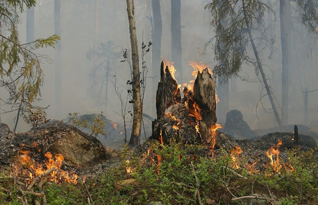 Illustration incendie en forêt. Licence Pixabay