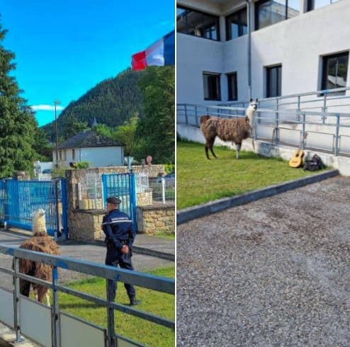 lama gendarmerie lozère