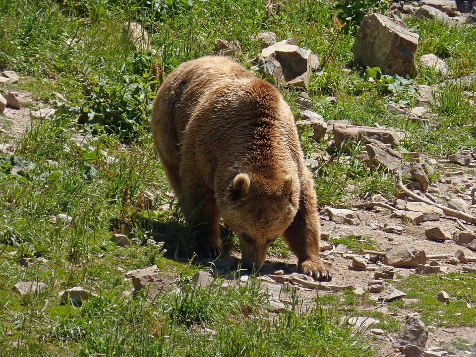 Ours brun réintroduction pyrénées