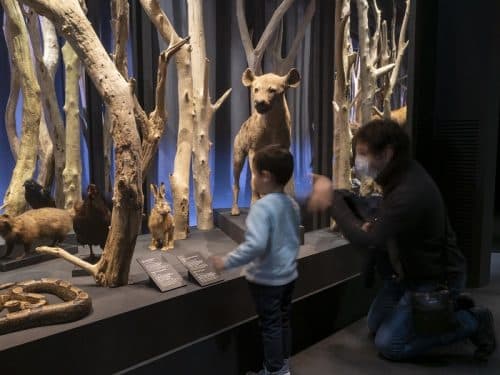 Pour la nuit des musées du 3 juillet prochain, le Muséum et le Quai des Savoirs de Toulouse proposent des soirée sur le thème de la magie et de l'amour