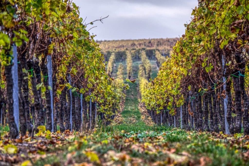 Le secteur agricole, et notamment la viticulture, est celui qui embauche le plus dans le Tarn-et-Garonne © Pixabay