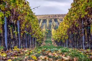 À l’occasion du Fascinant week-end, qui se déroule jusqu’au 17 octobre, plusieurs vignobles d'Occitanie ouvrent leurs portes aux visiteurs. Licence Pixabay