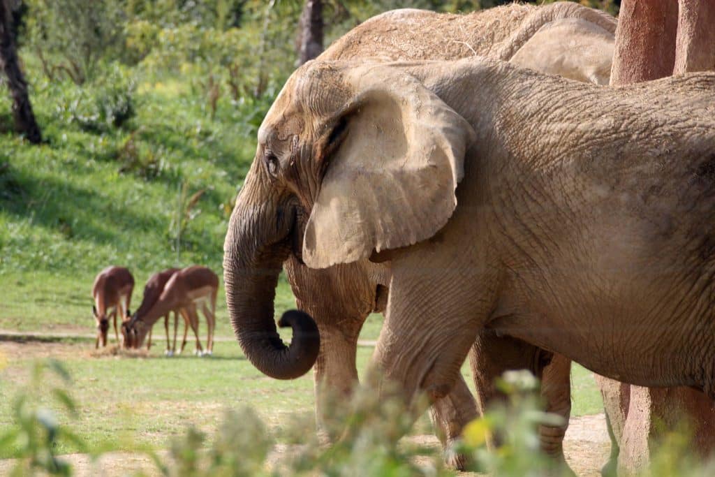 Zoo Plaisance-du-Touch