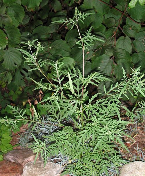 L’ARS Occitanie met en œuvre, en Ariège, une stratégie de lutte contre l'ambroisie, une plante envahissante au pollen fortement allergisant @CC BY 2.5 G-U. Tolkiehn