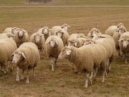 La préfète du Tarn-et-Garonne autorise les éleveurs touchés par la sécheresse à utiliser leurs jachères pour alimenter leurs troupeaux @CC0 Domaine Public Pxhere