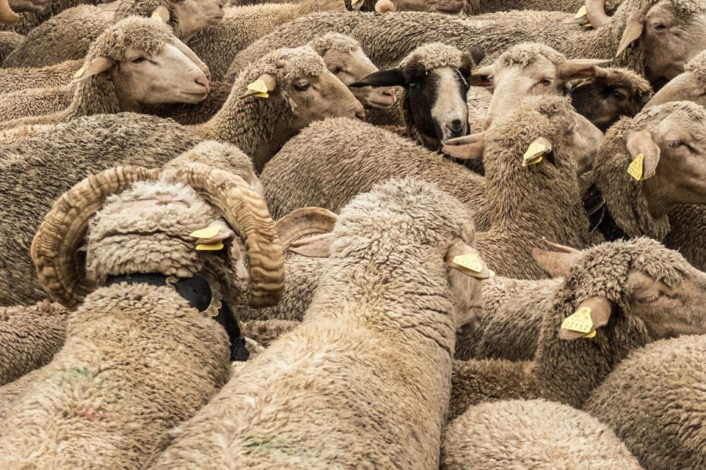 Les établissements autorisés à procéder à l'abattage rituel d'animaux dans le Gard, à l'occasion de la fête musulmane de l'Aïd-el-Kébir @CC0 Domaine Public Pxhere