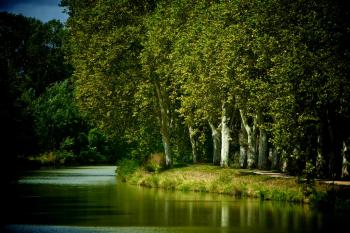 Voies navigables de France (VNF) lance un appel au don pour poursuivre le programme de replantation du canal du Midi © Préfecture Occitanie
