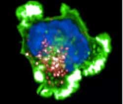 lymphocyte T tueurs Inserm microscope automatique