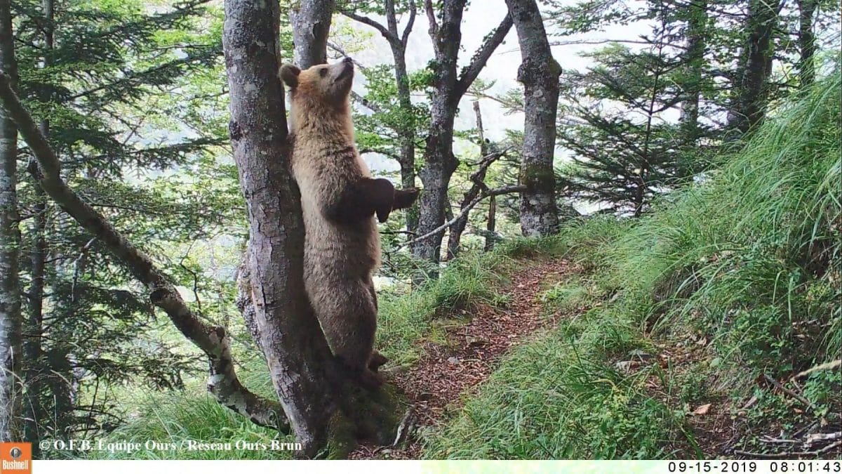 ours-pyrenees-oursonne