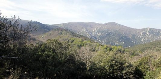 hetraie-massane-foret-po