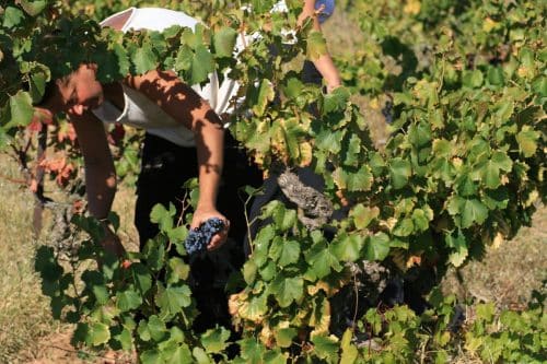 En Occitanie, les départements de l’Aude, du Gard et de l’Hérault ont mis en place un dispositif de cumul du RSA avec les revenus de certains emplois saisonniers @JeanLouis