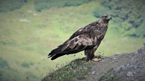 aigle royal