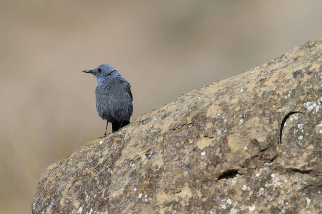 merle bleu pyrénées