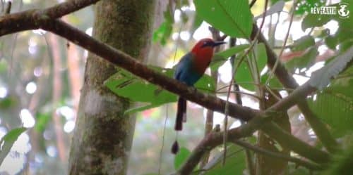 rev'earth biodiversité singe araignée