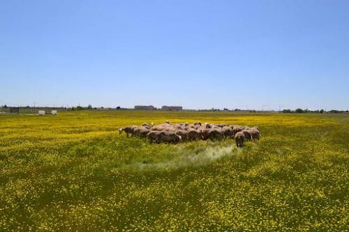 Un promoteur du projet Val Tolosa, à Plaisance-du-Touch, veut construire des hangars en bordure du site, au grand dam des associations @NonAValTolosa