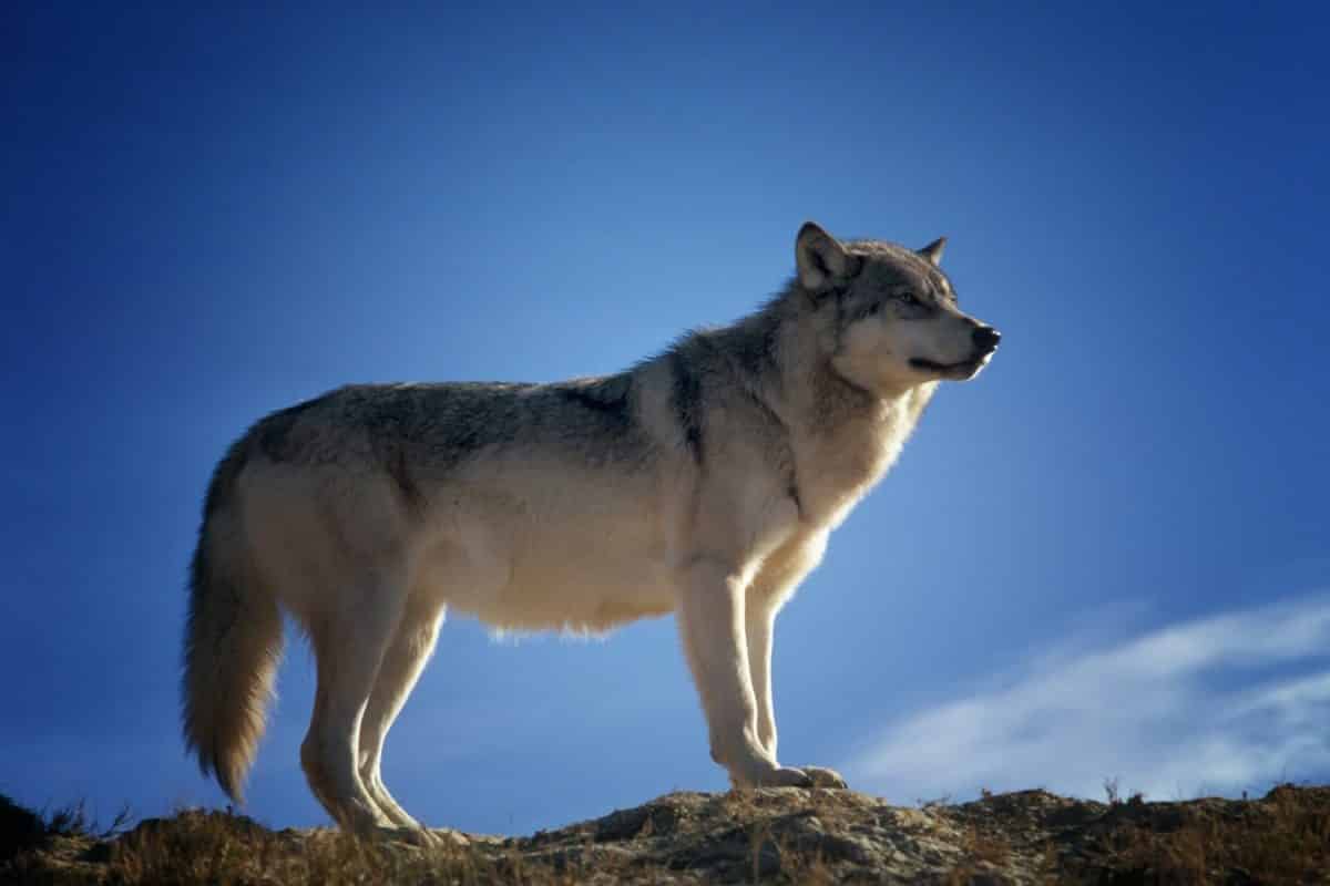 Lozère loup