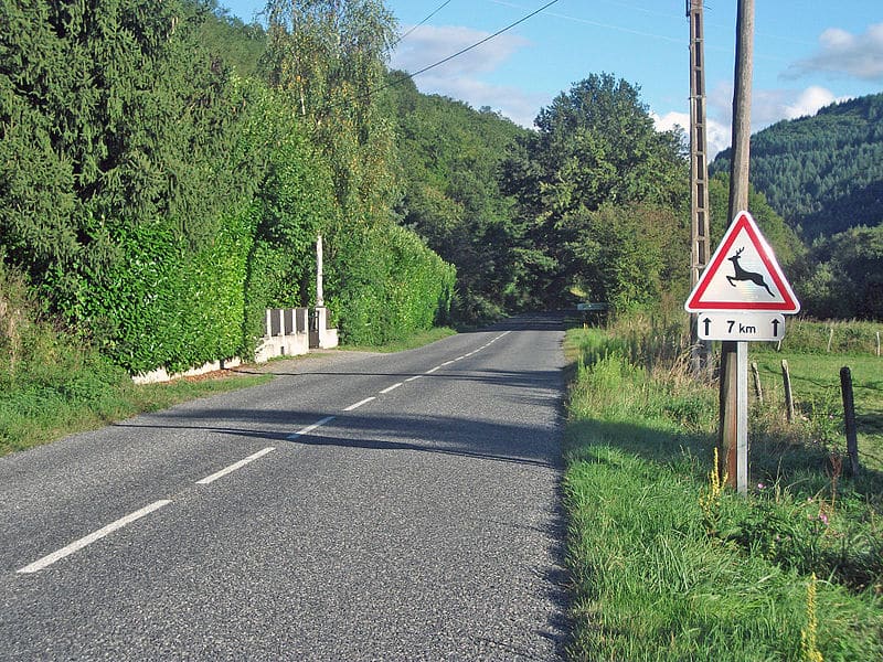 animaux sauvages route