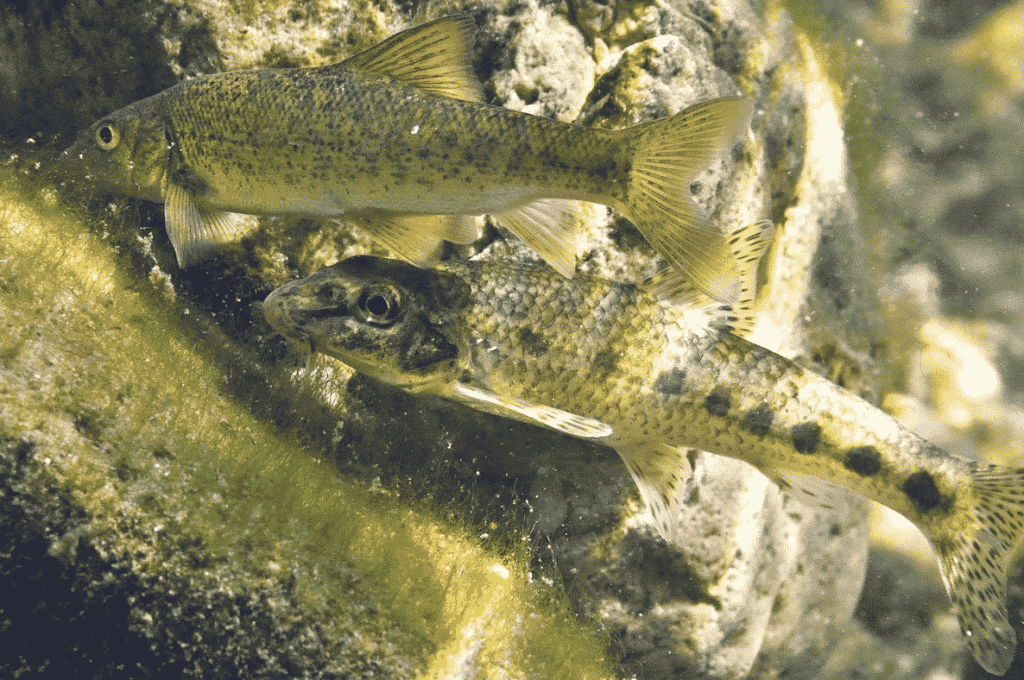 barbeau goujon poissons contaminations microplastiques pollution Garonne