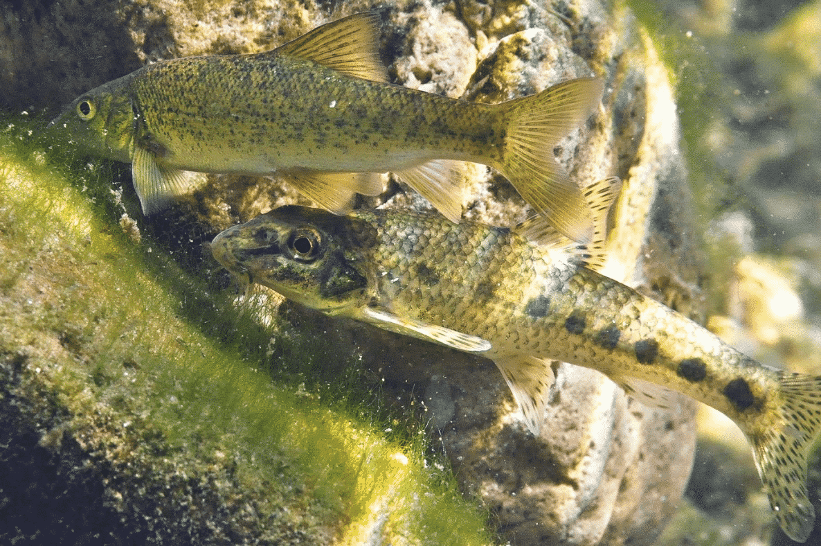 Le barbeau (haut) et le goujon (bas) sont deux espèces de poissons se nourrissant sur le fond des cours d’eau et présentant les plus fortes contaminations en microplastiques. © Gaël Grenouillet