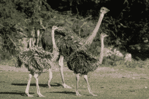 réserve africaine sigean aude autruche