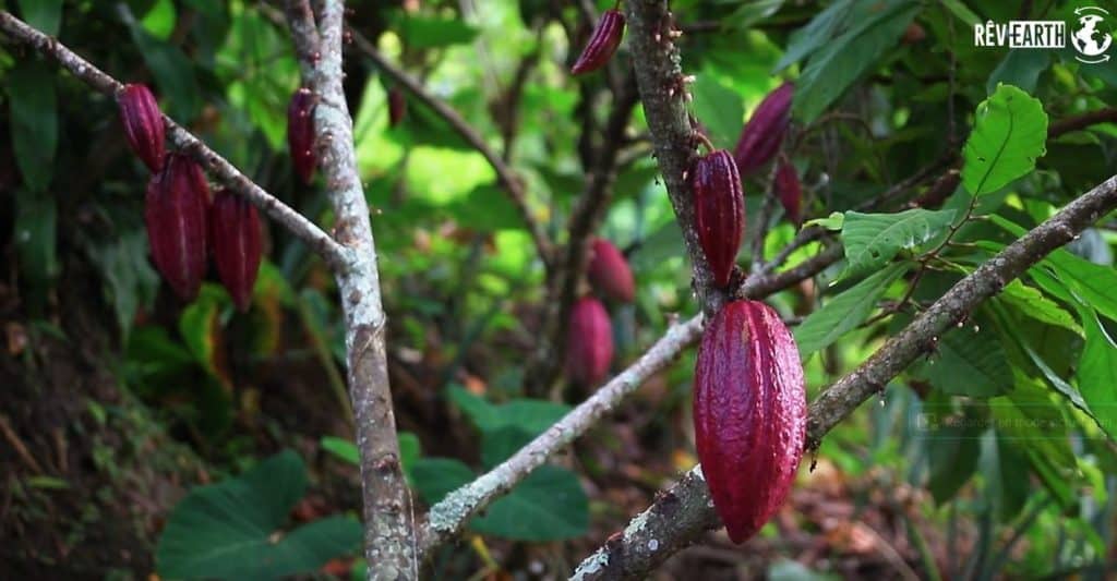 Rêv'Earth cacao