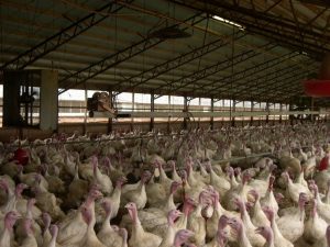 élevage canards gers grippe aviaire