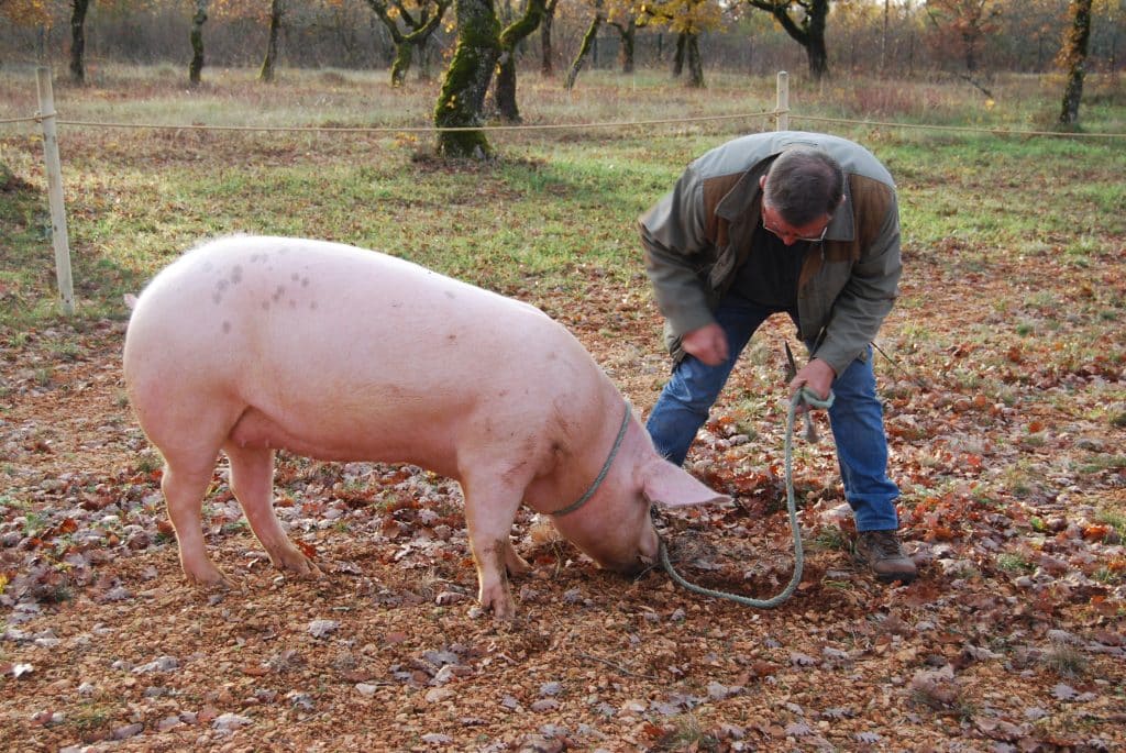 Cavage cochon Lot Truffe