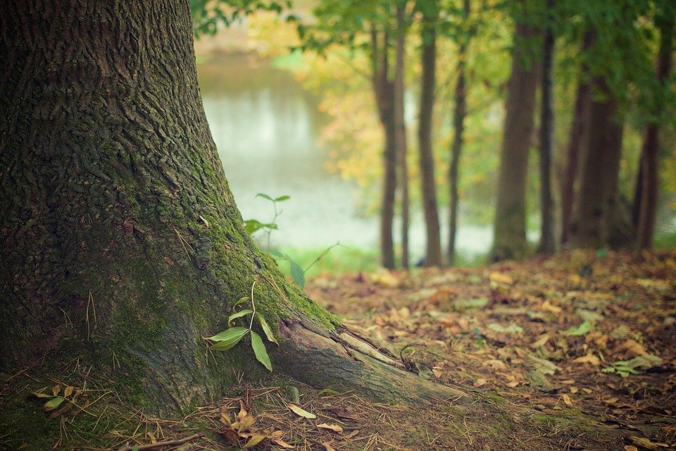 forêt arbre Haute-Garonne vacances hiver