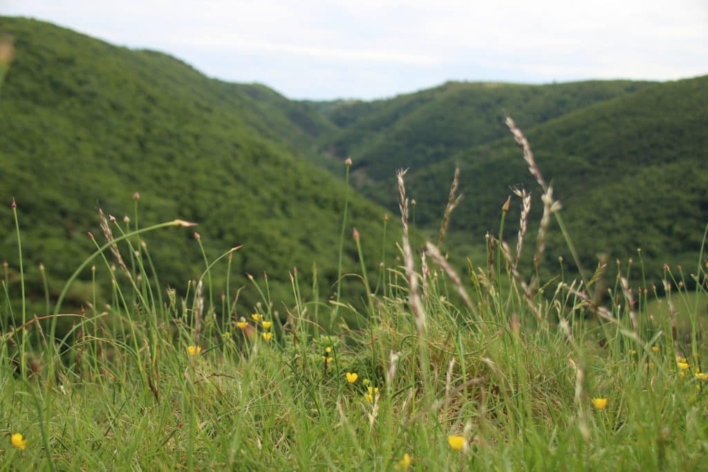 Herbes et Nature dans la Montagne Noire