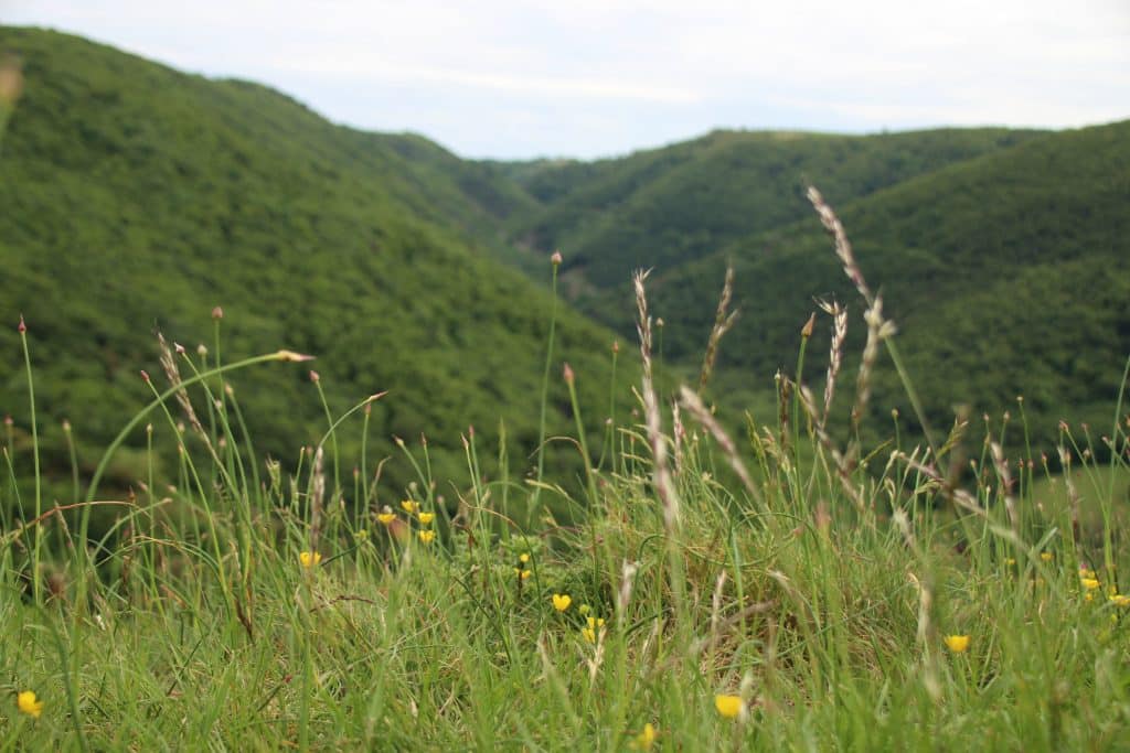 Herbes et Nature dans la Montagne Noire Occitanie priorités