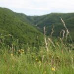 Herbes et Nature dans la Montagne Noire
