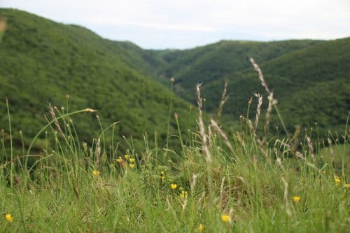 Herbes et Nature dans la Montagne Noire