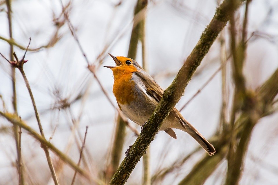 oiseau rouge gorge