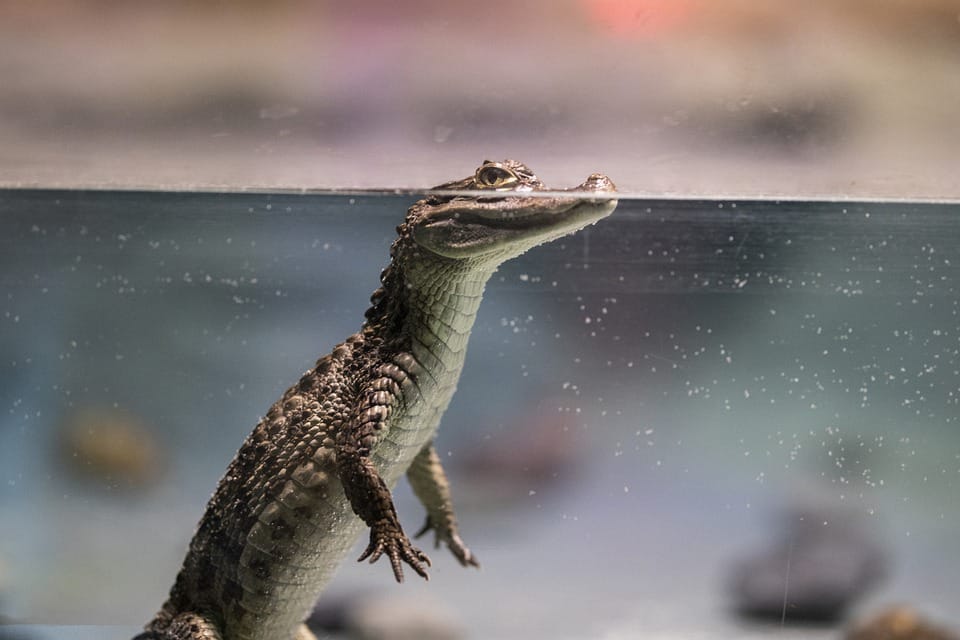 Crocodile reptile eau Reptiland
