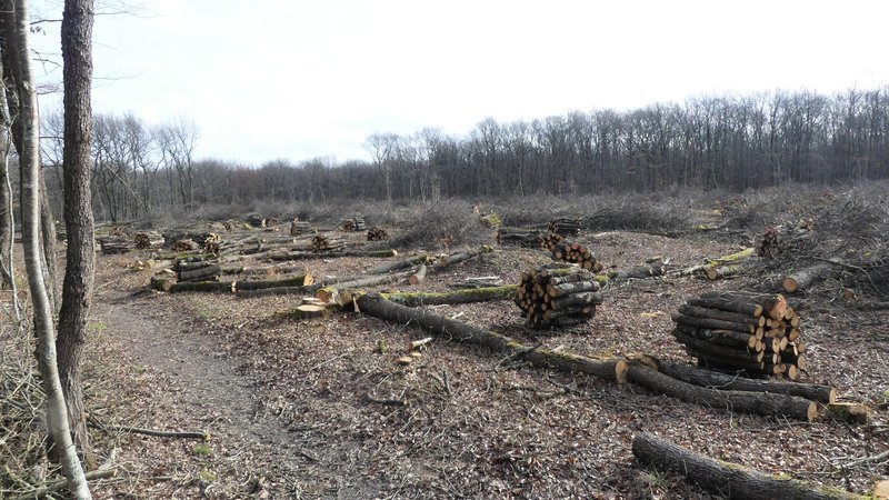 déboisement forêt Bouconne